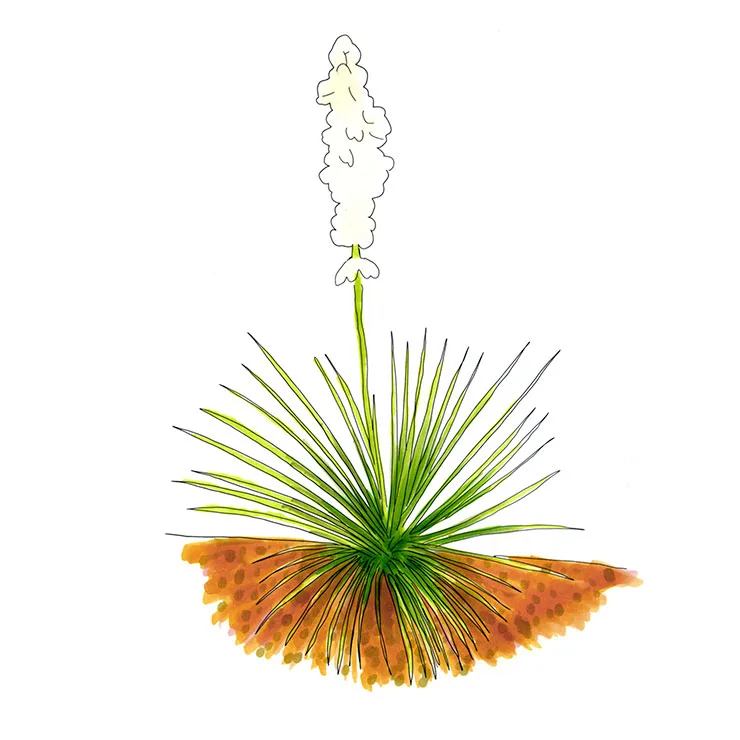 Watercolor illustration of Utah yucca (Yucca utahensis), a grassy rosette on red soil with a slender stalk of white flowers.