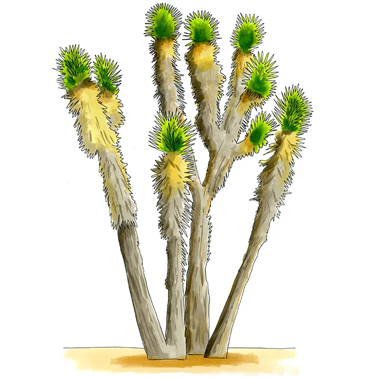 Watercolor illustration of datilillo (Yucca valida), a branching tree yucca with leaf tufts at the tips of its limbs.