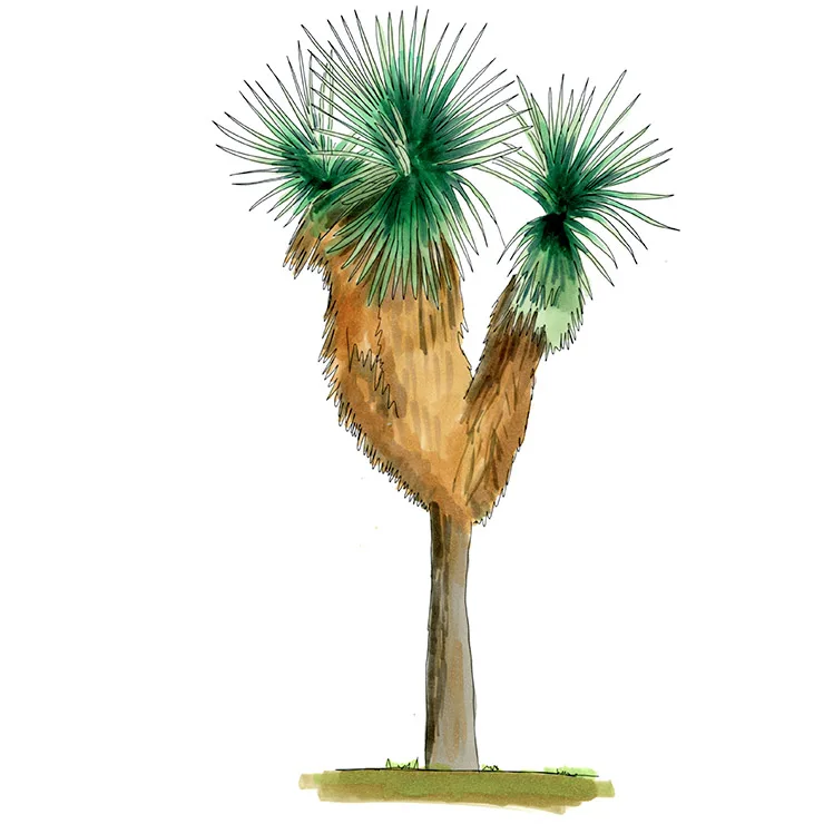 Watercolor illustration of mountain yucca (Yucca × schottii), a forked trunk with two heads of blue-green leaves.