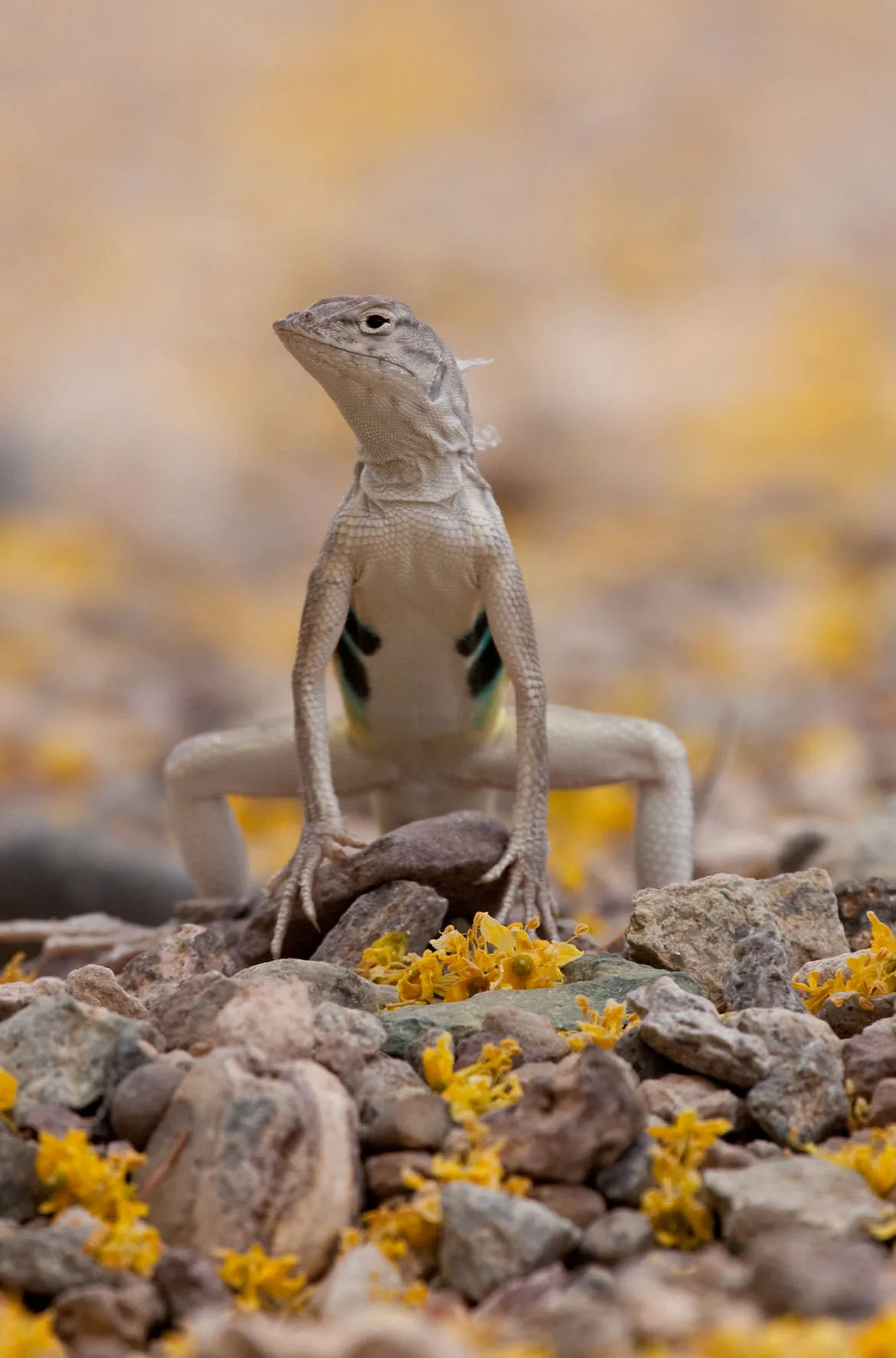 A zebra-tailed lizard (Callisaurus draconoides) standing tall on desert gravel scattered with yellow petals