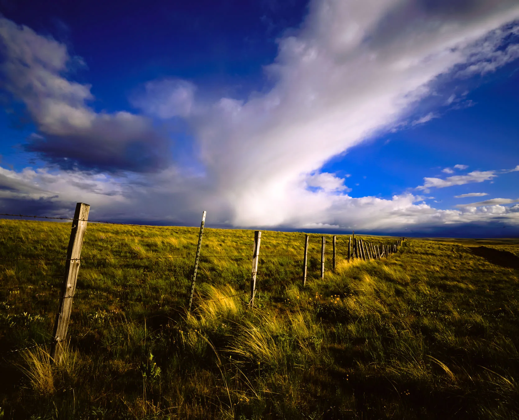 A line of old wooden fenceposts crossing golden grassland on the Zumwalt Prairie as a towering white storm cloud builds overhead.