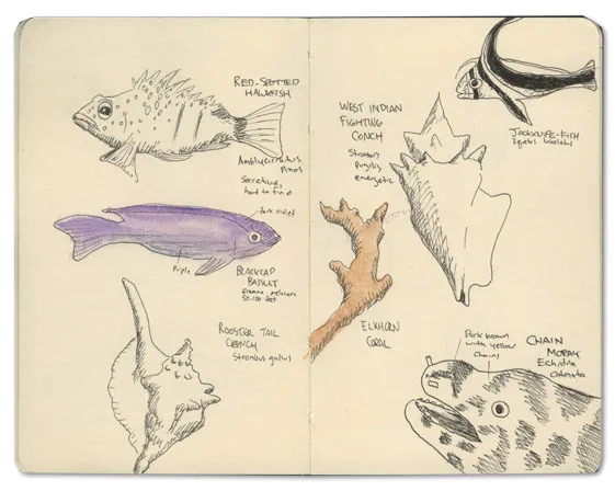 Fish of the Bahamas