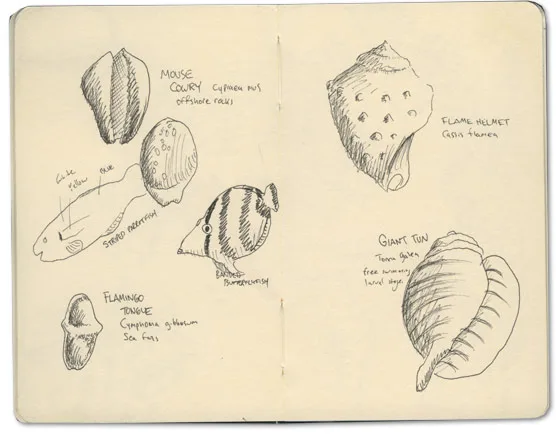 Banded Butterfly Sketches and other moleskine sketches