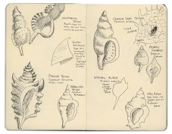 Shell Drawings from the Bahamas