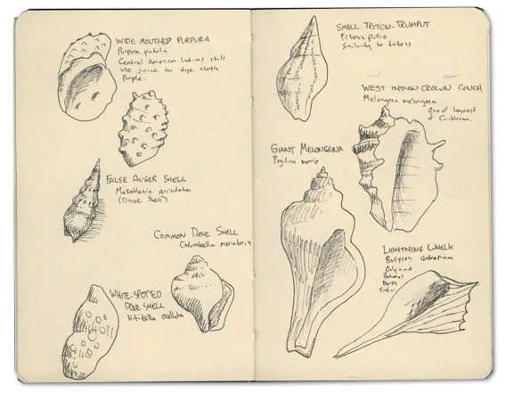 Moleskine sketches of shells