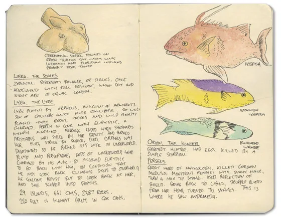 Hogfish Sketch from the Bahamas