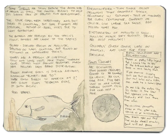 Sand Dollar Sketch, Bahamas