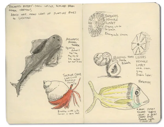 Barbados keyhole limpet sketch