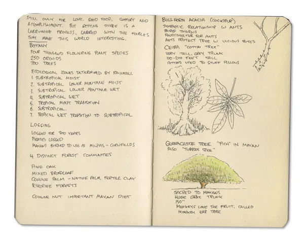 Guanacaste Tree Sketch