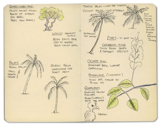 Botanical Drawings from Belize