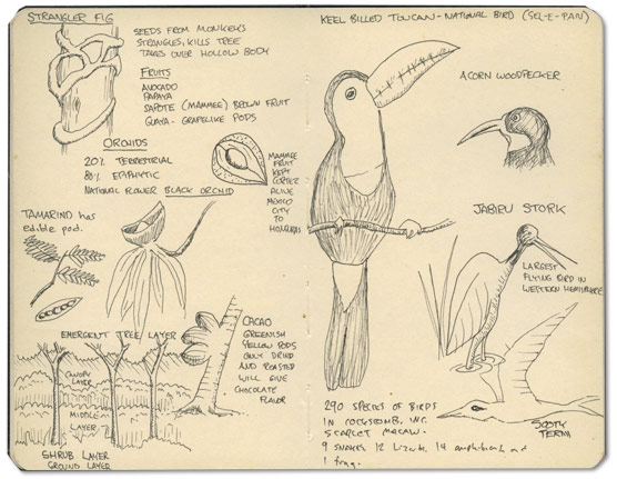 Keel-billed Toucan Sketch