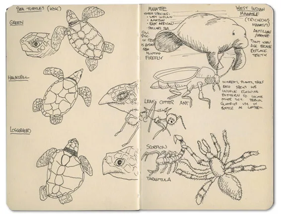 Reptiles of Belize Sketch