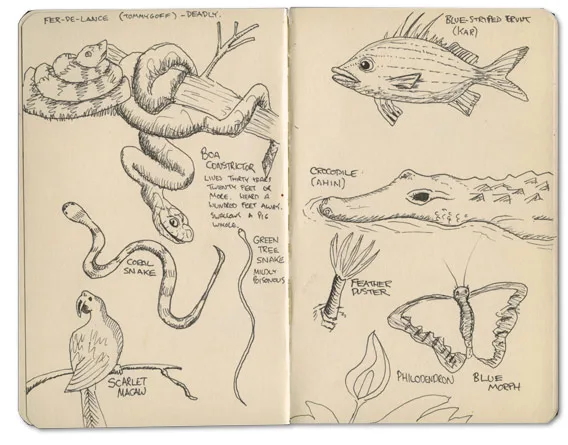 Fer-de-lance Sketch