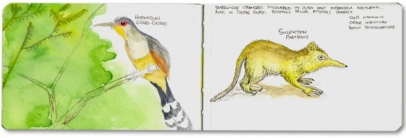 Dominican Republic Moleskine sketch of a Hispaniolan lizard-cuckoo and a solenodon