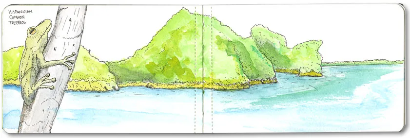 Watercolor of a Hispaniolan common treefrog and forested islands in a Dominican bay