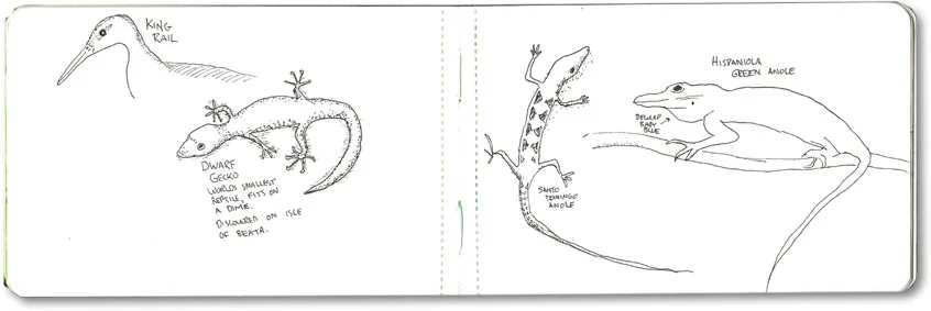 Moleskine sketches of a king rail, Jaragua dwarf gecko, Santo Domingo anole and Hispaniolan green anole