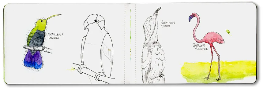 Sketches of an Antillean mango, a parrot, a northern potoo and a greater flamingo