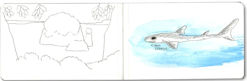 Unfinished forest sketch and a watercolor Cuban dogfish