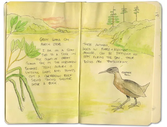 Guana Cay Moleskine page with mangrove leaves, a clapper rail and notes on the Caribbean reef squid