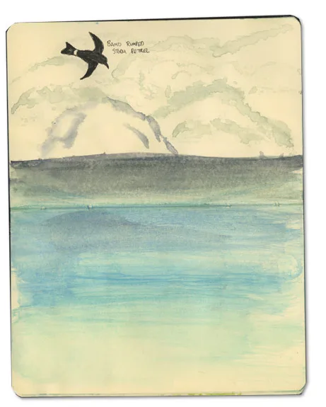 Storm Petrel Sketch