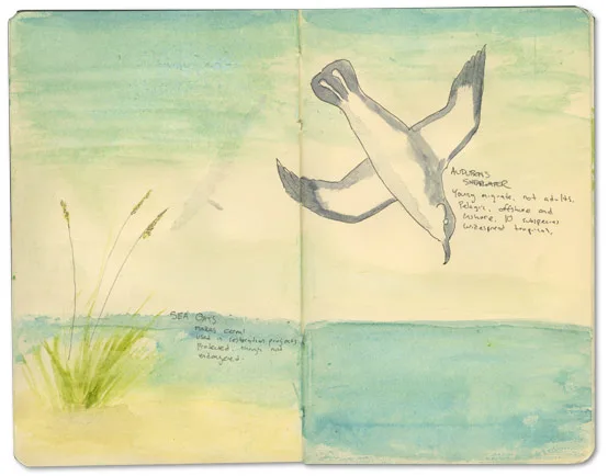 Shearwater Sketch, Bahamas