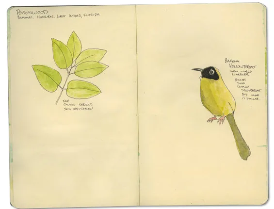 Bahama Yellowthroat Sketch