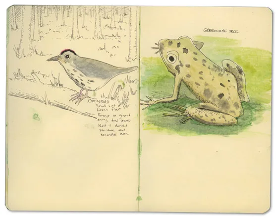 Ink sketch of an ovenbird, from a Guana Island journal