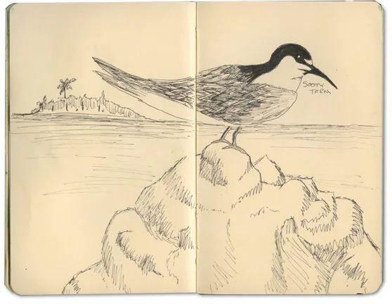 Sooty Tern Sketch