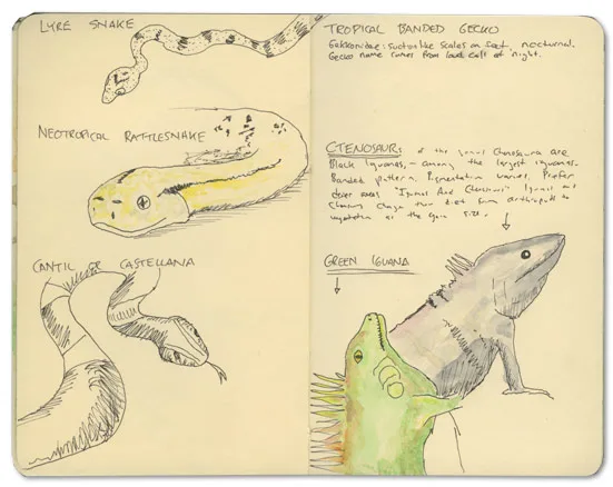 Reptiles of Nicaragua