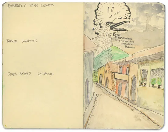 Watercolor of a royal flycatcher above a street in Granada, Nicaragua