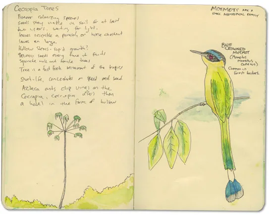Blue-crowned Motmot