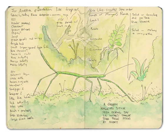 Green Walking Stick