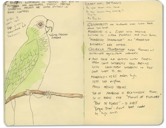 Ink sketch of a parrot, from a Nicaragua journal