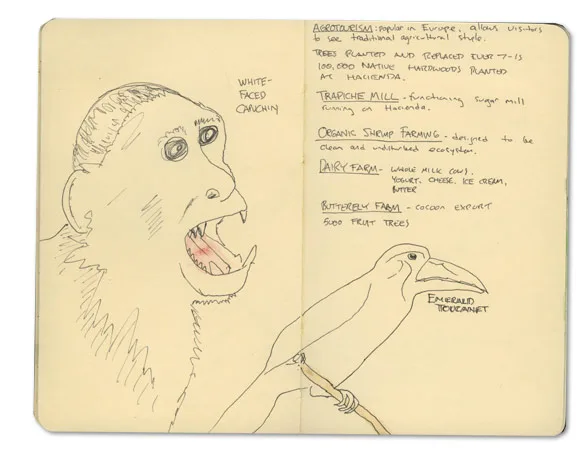 Ink sketch of a white-faced capuchin and an emerald toucanet, from a Nicaragua journal