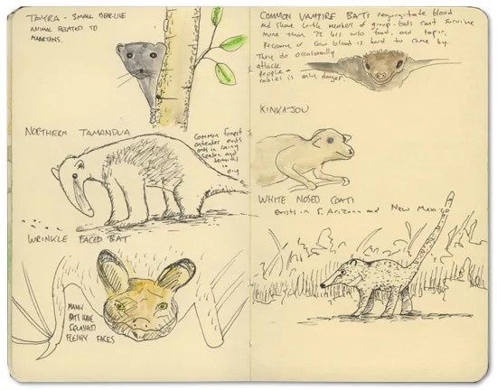 Animals of Nicaragua