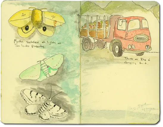 Sketch of Moths in Ecuador
