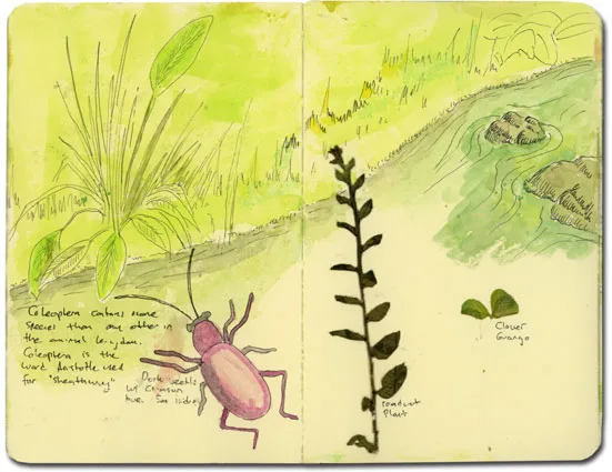 Sketch of beetle in Ecuador
