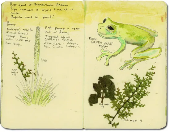 Sketch of Frog in Ecuador