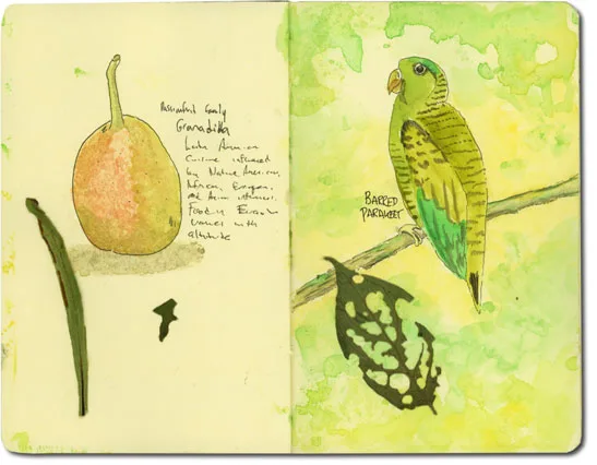 Sketch of a granadilla fruit and a barred parakeet with pressed leaves